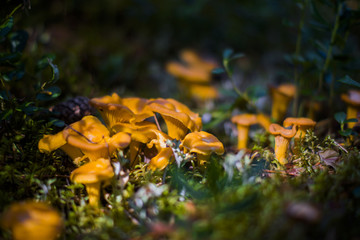 Forest mushroom chanterelle