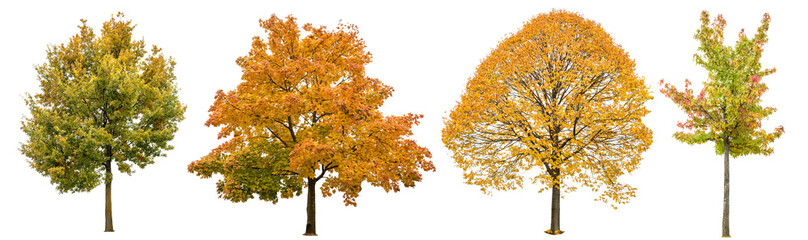 Autumn trees isolated white background. Oak, maple, linden - Powered by Adobe