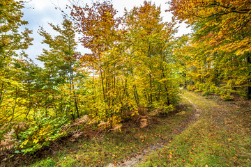 Fototapeta premium Yellow trees in autumn forest. Golden leaves in fall landscape, nature trail in Poland.