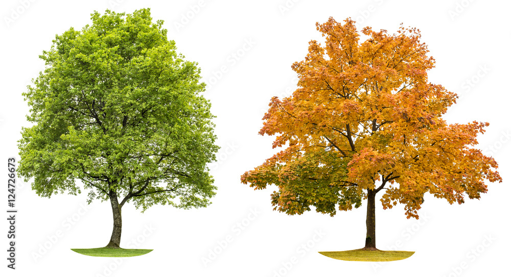 Wall mural spring and autumn tree isolated on white background