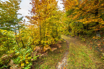 Fototapeta na wymiar Road in the forest, autumn landscape with colorful trees, nature trail in Poland