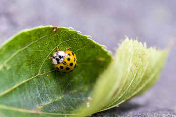 Marienkäfer beim Fressen auf einem Blatt