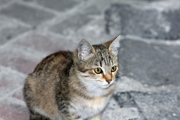 closeup shot of a cat