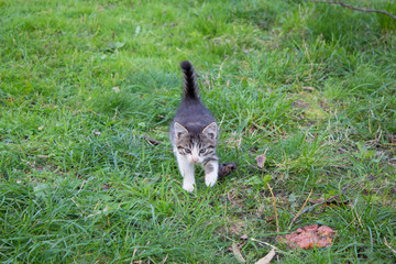 kitten running