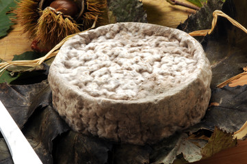 Formaggio di capra in foglie di castagno Goat's cheese in chestnut leaves Queso de cabra en hojas de castaño Burja Ser kozi w liściach kasztanowca Ziegenkäse in Kastanienblättern