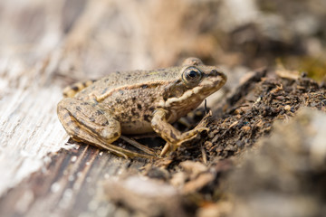 Grasfrosch