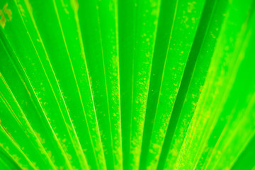 Obraz premium Green blurred background