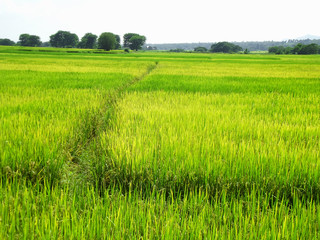 Obraz premium rice field plant nature background asia paddy outdoor