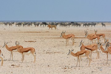 Löwe (panthera leo) auf Beutefang im Etosha Nationalpark