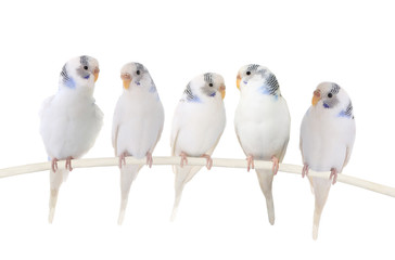 Budgie