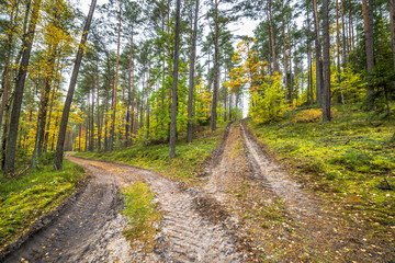 Fototapeta na wymiar Cross roads of nature trails in pine forest, autumn landscape, Poland