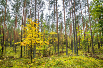 Fototapeta premium Oak tree with yellow leaves. Pine forest, autumn landscape, Poland