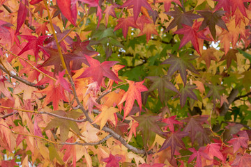 autumn leaves on a tree close-up