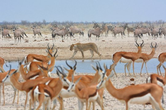 L&ouml;we (panthera leo) auf Beutezug im Etosha Nationalpark