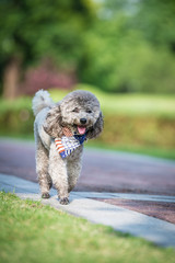 Poodles playing in the grass