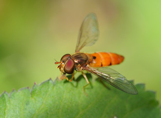 Hoverfly resting on leaf