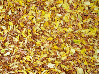Background of colorful fallen leaves