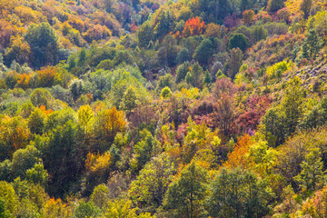 The mountain autumn landscape with colorful forest