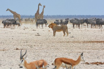 Naklejka premium Löwe (panthera leo) auf Beutezug im Etosha Nationalpark