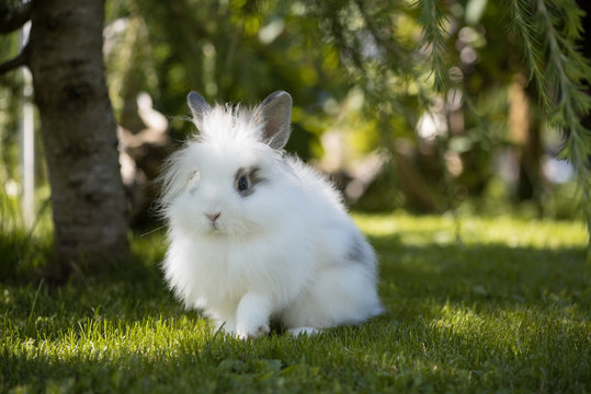 Angora Kaninchen im Garten