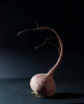Barbabietola rossa