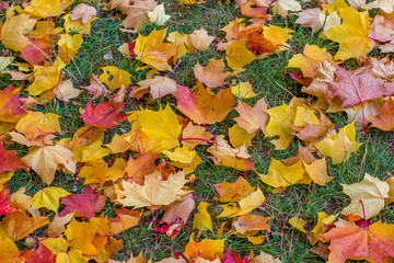 Naklejka na ściany i meble maple leaves on ground background color
