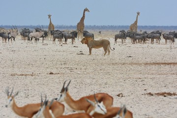 Löwe (panthera leo) auf Beutezug im Etosha Nationalpark