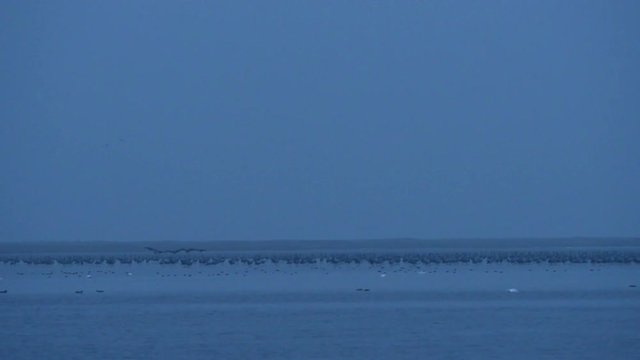 crane birds resting in water of baltic sea (Mecklenburg-Vorpommern) during autumn migration. Pramort at Grosser Werder isle.