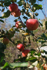 Red ripe apple on branch closeup of tree in garden