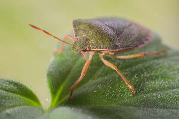Green shield bug, Palomena prasina