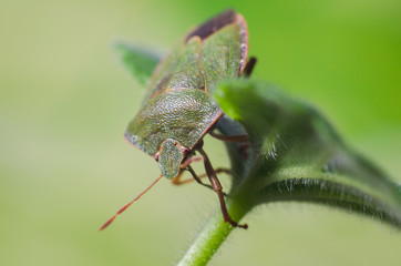 Green shield bug, Palomena prasina