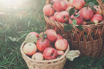 Baskets with apples harvest in fall garden