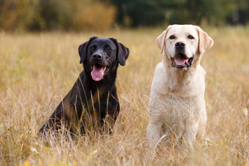 Two Labradors sitting on autumn meadow - 124733419