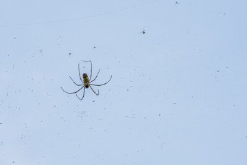 spider in the garden with blue sky