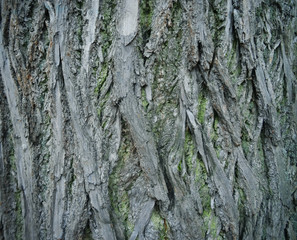 Background texture of tree bark.