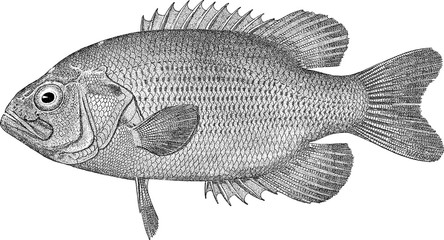 Vintage image fish sea bass - obrazy, fototapety, plakaty