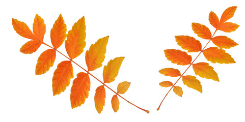Fototapeta na wymiar Blätter im Herbst