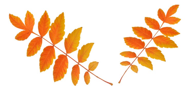 Bl&auml;tter im Herbst