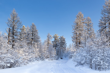 road in a snowy winter wood