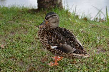 kaczka © a