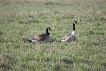 Gänse