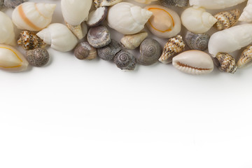 Fototapeta na wymiar sea shells on a white background