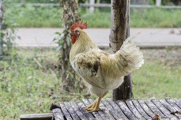 Rooster standing on bamboo