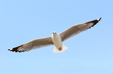 Seagulls fly in the sky at Bang Pu,Thailand.