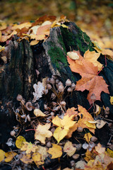 autumn forest mushrooms on a tree stump in the forest maple