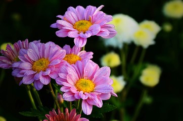 Obraz premium the Chrysanthemum or Dendranthemum grandifflora flowers in farm in vintage style