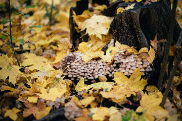 autumn forest mushrooms on a tree stump in the forest maple