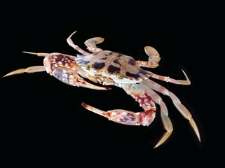 Crucifix crab isolated on black background,tropical colorful crab 