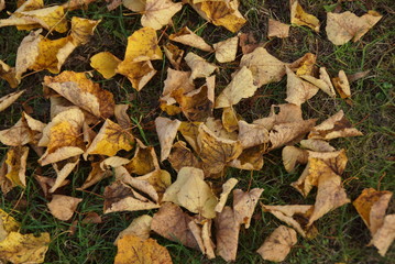 Herbstlaub