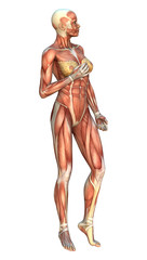 3D Rendering Muscle Maps